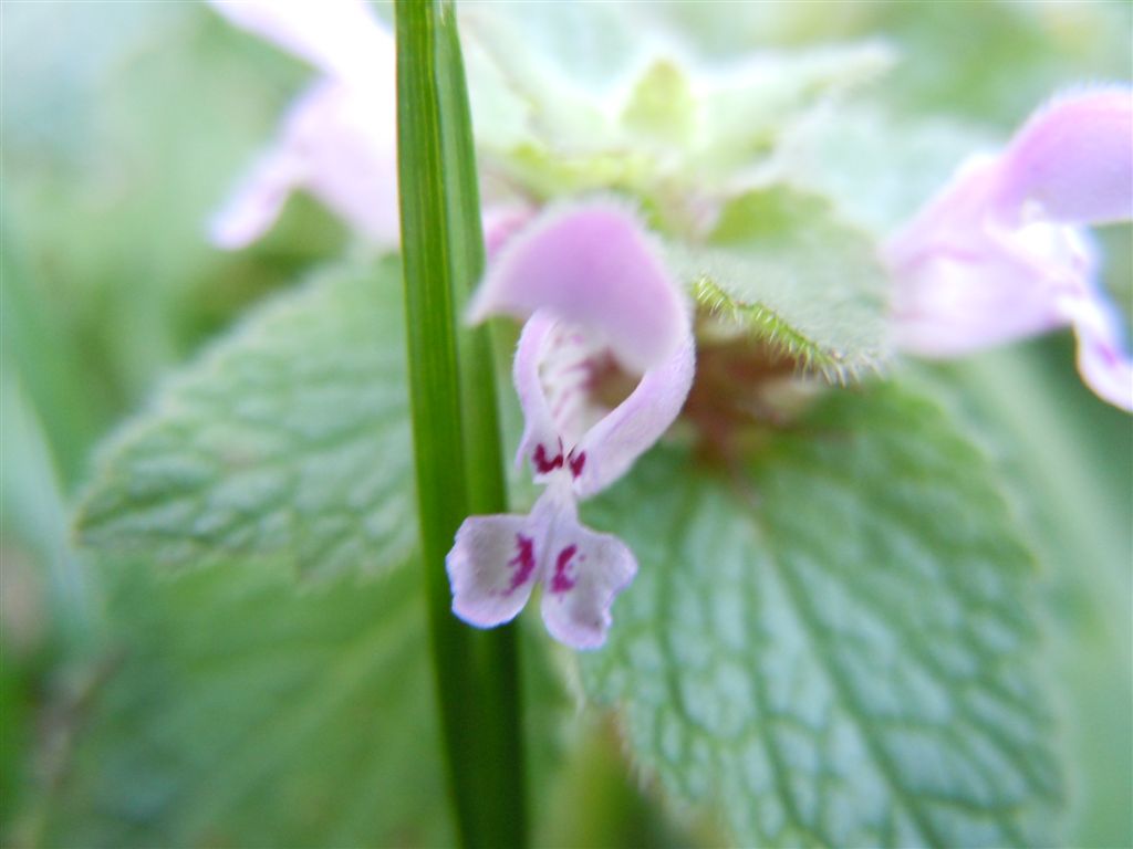 Fiorellini da identificare - Lamium purpureum